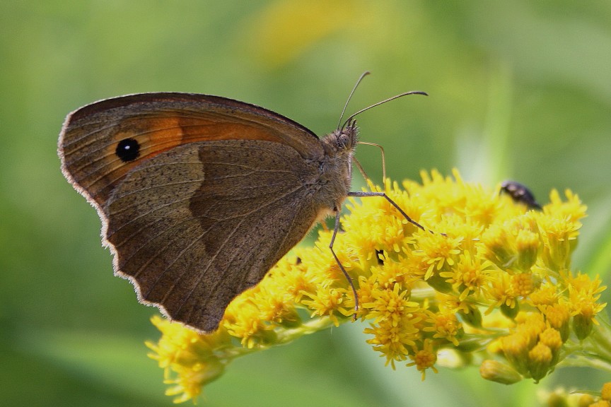 coenonympha o maniola?